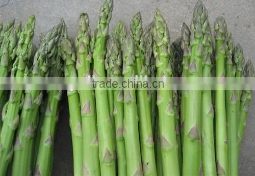 Canned Green Asparagus Tips and Cuts/Canned Food/Canned Vegetables photo-2
