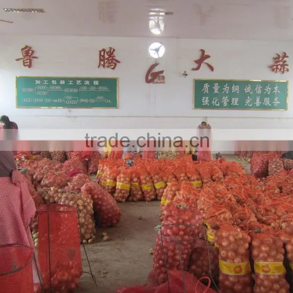 Fresh Onion Packing in Mesh Bag for Onion Importer From Dubai photo-6