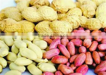 (nuts&kernels) Peanut Kernel Direct Supplier in China(35/40)
