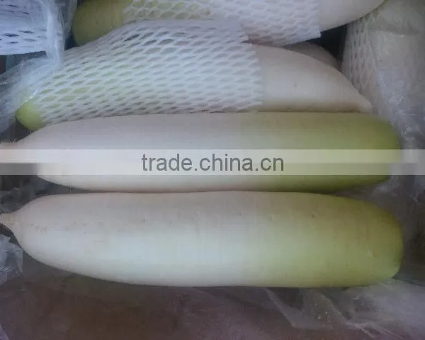 Fresh Radish/ White Radish/green Radish photo-2