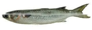 Mugil Curema