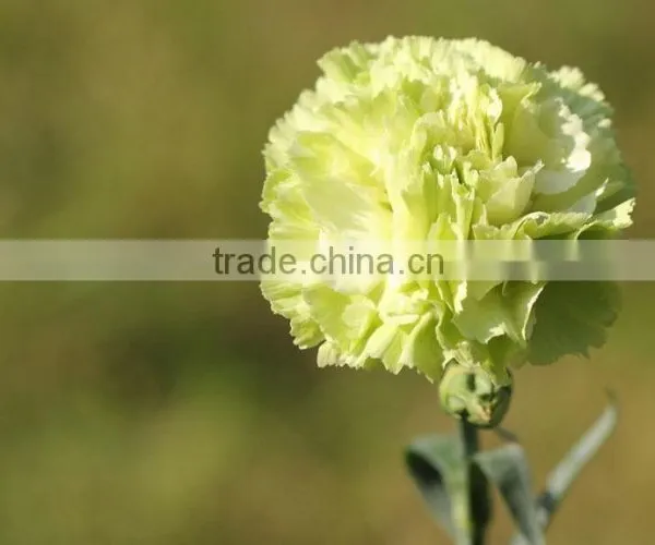 Fresh Cut Flower Carnation Dianthus Caryophyllus photo-6