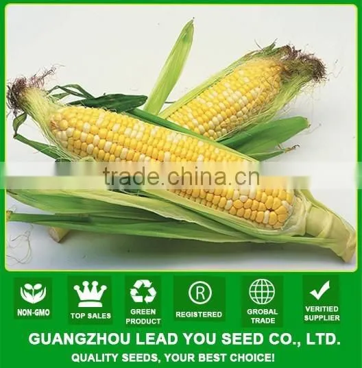 MCO04 Zai yellow and white sweet corn seeds, sweet corn vegetable seeds for sale