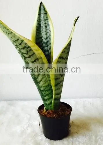 Sansevieria