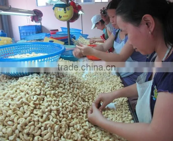 Dried Raw Cashew Nut From Vietnam photo-4