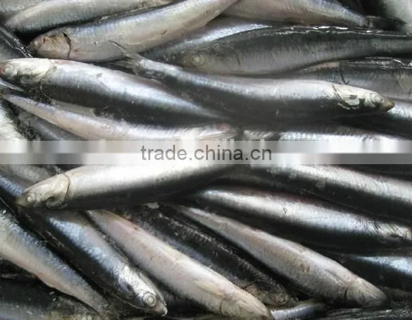 Hot Sales Landing Frozen Anchovy photo-5