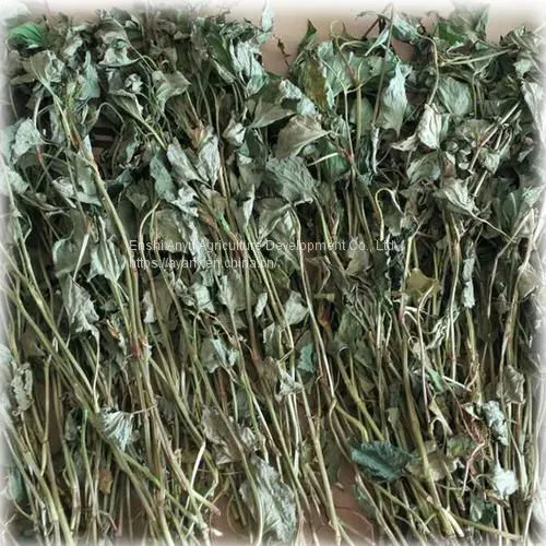 Herbal Medicine Houttuynia photo-2