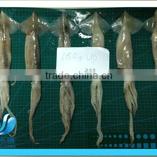 Frozen Whole Illex Squid photo-4