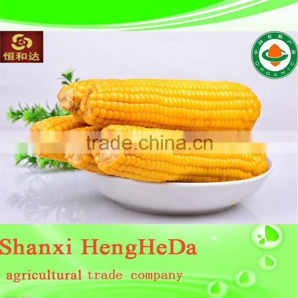 China Supplier as Gift for Child Yellow Waxy Corn photo-5