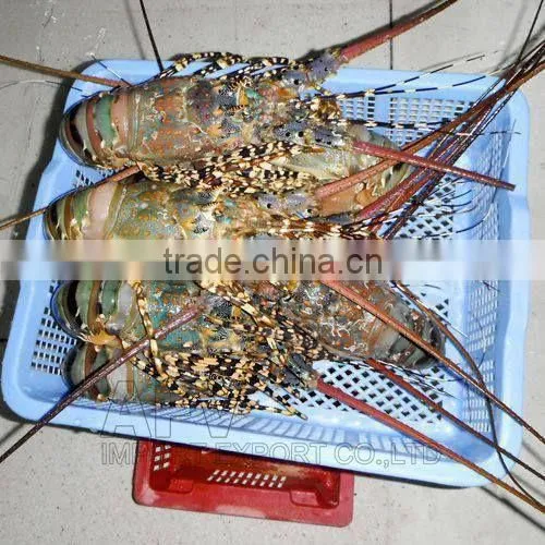 FRESH / FROZEN Lobster Vietnam, Panuliru Ornatus photo-6