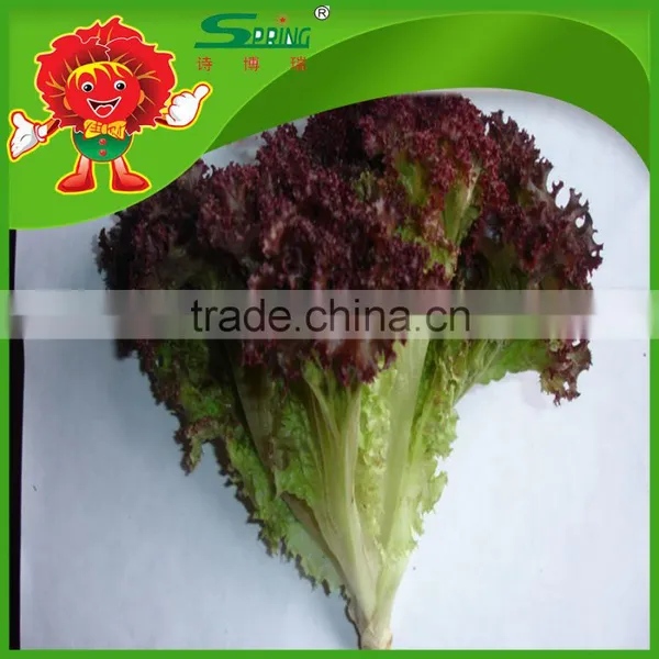 Free of Contamination Hotbed Red Leaf Lettuce photo-4