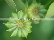 VIETNAM RAW STAR ANISSED NEW CROP 2015 photo-5