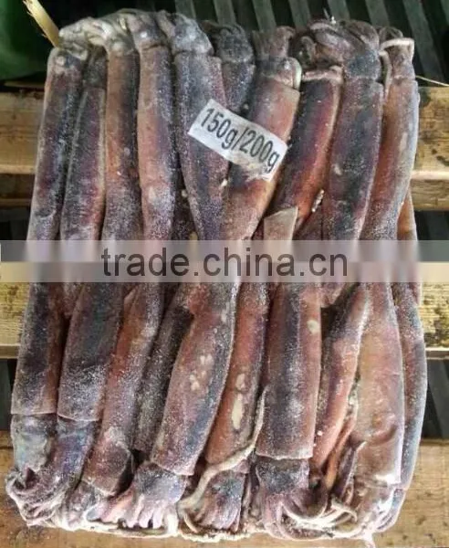 Seafrozen BQF Argentinus Illex Squid photo-4