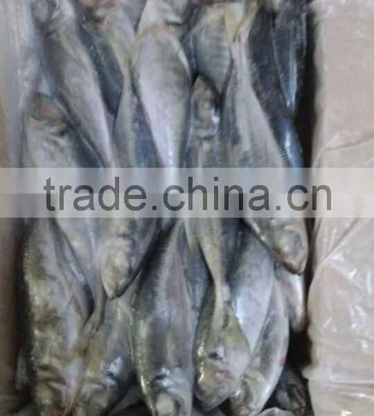 Frozen Horse Mackerel Hot Sale Fresh Fish Made in China photo-4