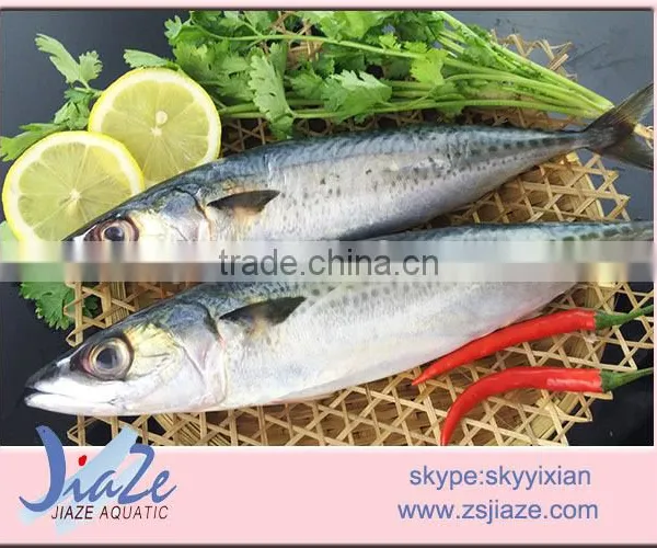 Frozen Whole Round Mackerel photo-3