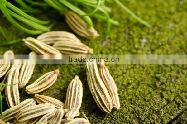 DILL SEED EXTRACT photo-2