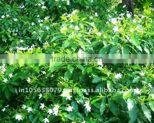 JASMINE ABSOLUTE OILS photo-2