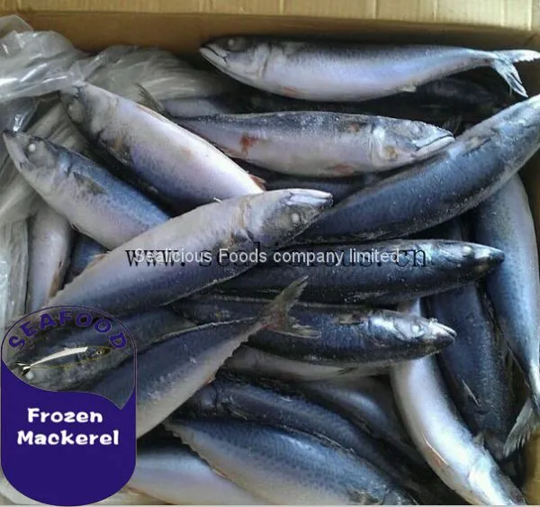 NEW LANDING FROZEN FISH PACIFIC MACKEREL, SEA FROZEN MACKEREL 400-600g photo-2