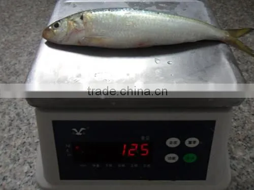 Good Quality Frozen Sardine Seafood Fish 85-90 Pcs photo-6