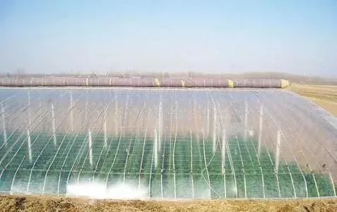 Agricultural Greenhouse Film Anti-Drip Anti-UV PE Plastic Greenhouse Film Roll photo-2