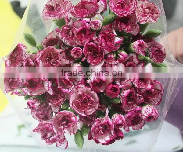 Fresh Cut Flowers Natural Carnation/red/pink/white/yellow/champane Colors photo-6