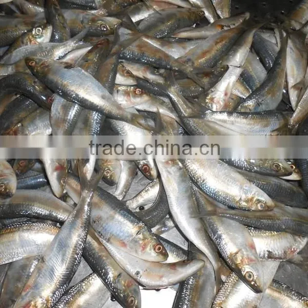 Frozen Sardine Fish photo-4