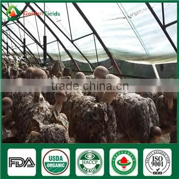 China Wholesale Supplier Fresh Organic Green Shiitake Mushroom Growing Log Kit photo-3