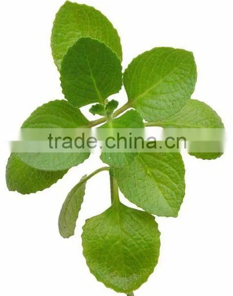 Pure Oregano Oil