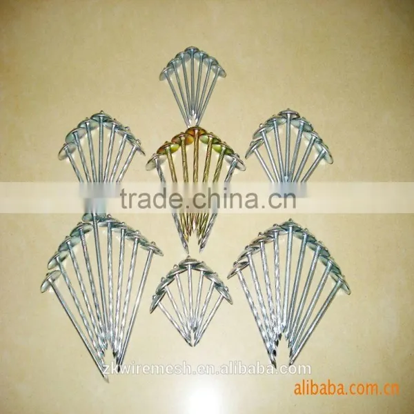 Common Nail/ Common Wire Nail/common Iron Nails photo-5