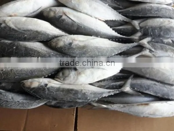 Frozen Horse Mackerel Whole Round photo-2