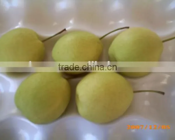 Fresh Shandong Pear 60-70-80 in 15kg Carton photo-4