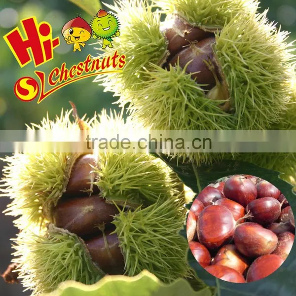 Bulk Fresh Chestnut Chinese Food Wholesale Frozen Raw Food photo-3