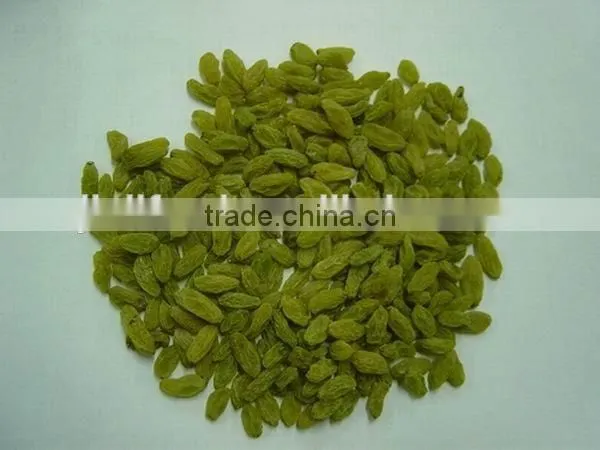 High Quality Green Raisin From China photo-2