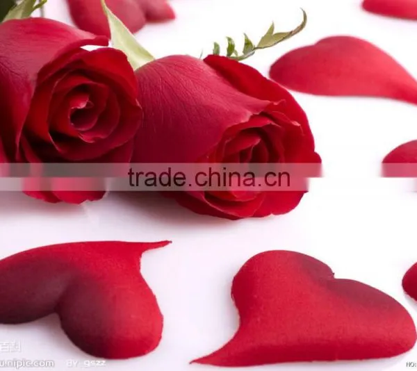 Natural Preserved Stem Longer Rose Flower for Gifts & Decorations photo-6