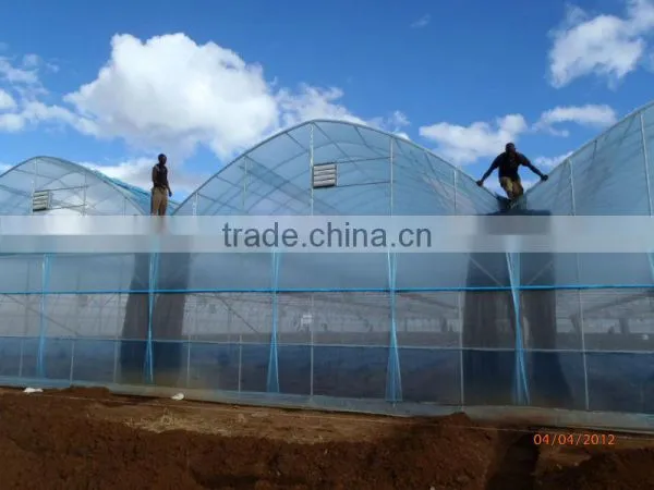 Film Greenhouse for Tomato and Other Vegetables photo-4