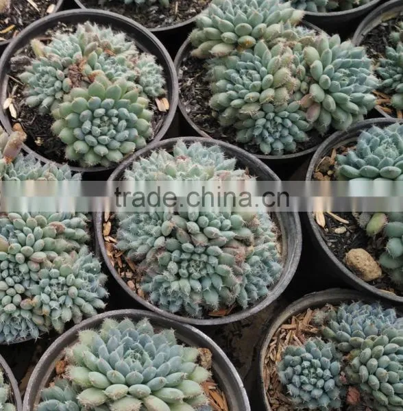 Echeveria Setosa Deminuta, Decorative Plants Echeveria, Succulent Plants, Tropical photo-2