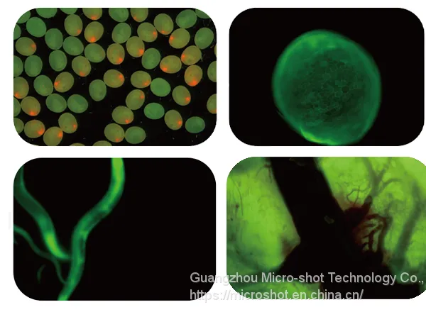 Scientific Grade Stereo-fluorescence Microscope MZX81 photo-2