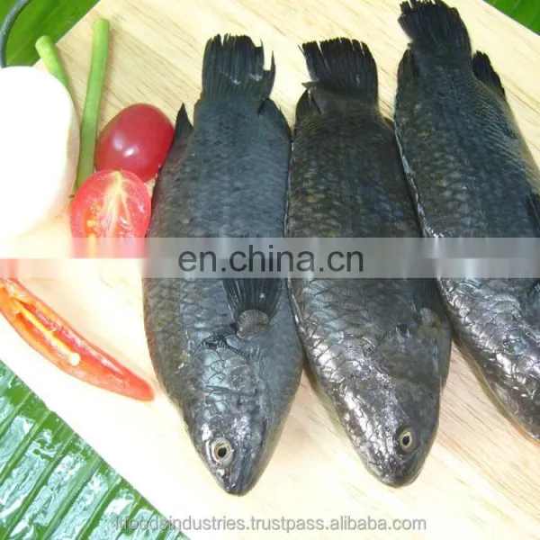 Frozen Common Climbing Perch-Koi (Anabas Testudineus) photo-3
