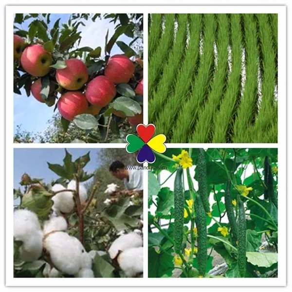 Plant Growth Regulator Atonik Sodium Nitrophenolate 98%TC Make Plants Grow Vigorously and Healthily photo-2