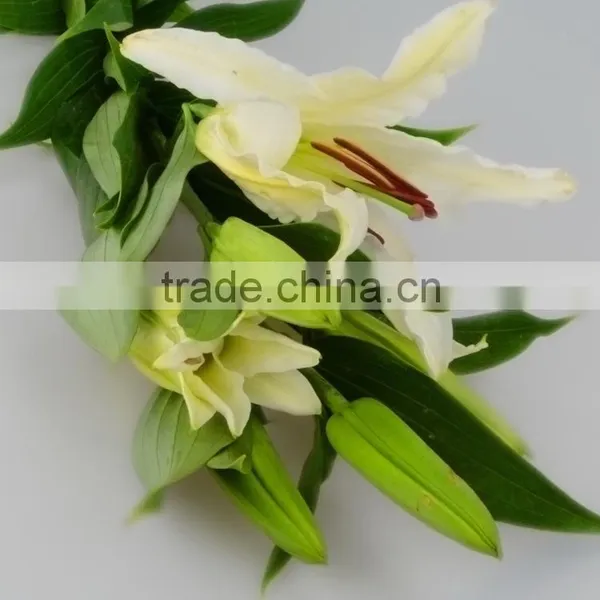 High Grade Siberia Little Lily Flowers photo-6