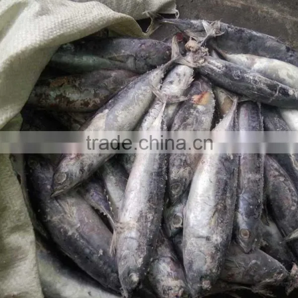Frozen Bonito Fish ( Auxis Thazard) for Fish Bait photo-4