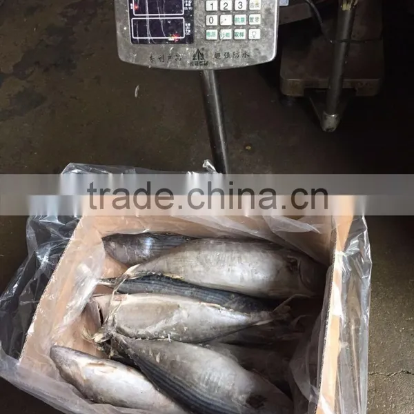 Frozen 1.5kg up Belted Bonito ( Sarda Orientalis) photo-4