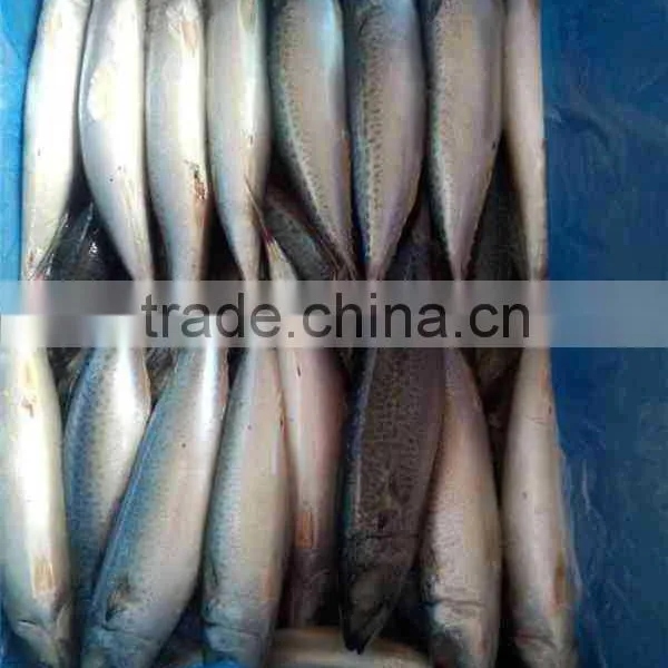 Chilled Pacific Mackerel Whole Round Size 200-300g photo-5