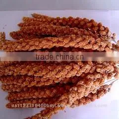 RED MILLET photo-2
