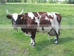 Purebreed Pregnant Holstein Heifers