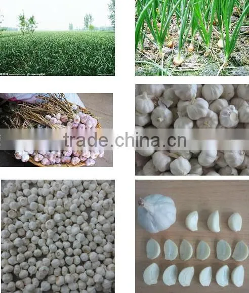 Fresh Pure White Garlic 5.0cm Packed In Carton photo-5