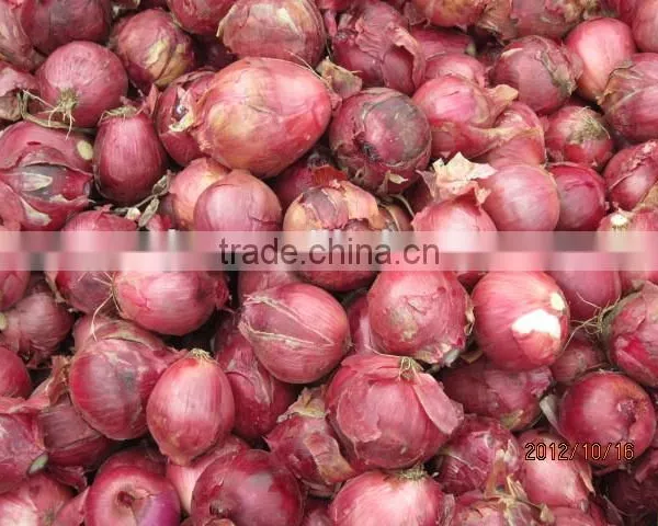 Fresh Onion Red Onion Dry Onion photo-6