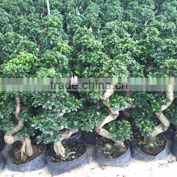 Indoor&outdoor Big Ficus S Shape photo-6