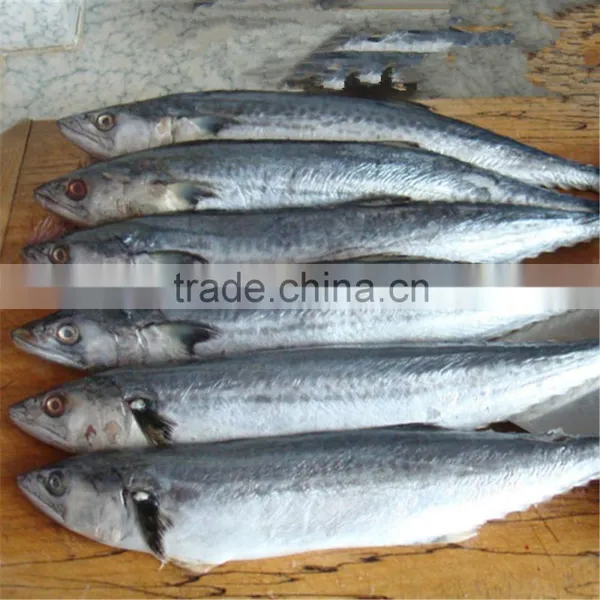 Japanese Spanish Mackerel