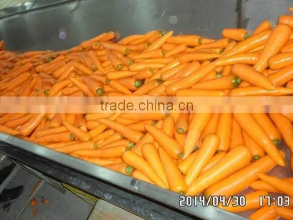 2015 New Fresh Carrot for Dubai photo-3